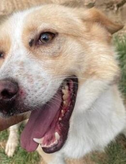 FABIO: fröhlich, agil und liebenswert - Sehnde