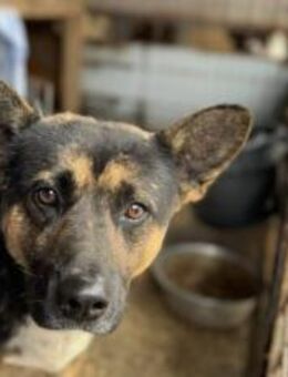 Carli Ein liebenswerter Schatz - München