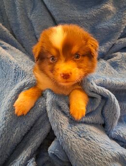 Australian Shepherd Welpen - Hemhofen
