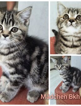 British Langhaar und Kurzhaar Kitten Abgabe August - Wuppertal