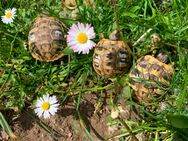 15 Griechische Landschildkröten kontrastreich gezeichnet NZ 2023 - Reinheim Zentrum