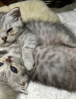 4 zuckersüße BKH Kitten abzugeben - Berlin