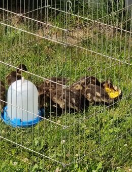 Stockenten, Wildenten sehr zutraulich abzugeben - Talkau
