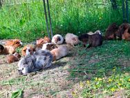 Meerschweinchen zu verkaufen - Großefehn