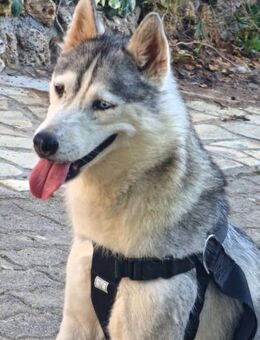 NAYA - unsere zuckersüße Husky-Dame - Kempen