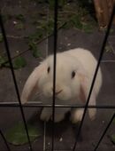 Kaninchen Dame Zwergwidder geimpft in 48465