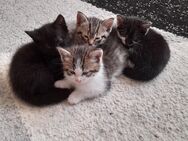 BKH mix Kitten - Illingen (Saarland)