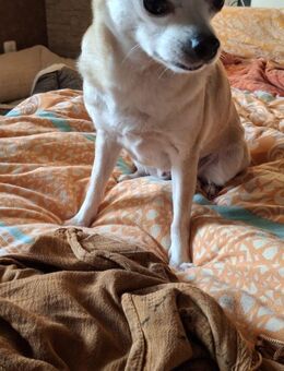 Pufi Kleine Chihuahua-Prinzessin - Kassel