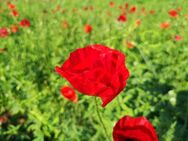 Roter Klatschmohn Samen Mohn Mohnblume mehrjährig Saatgut Mohne Rotermohn Blumen rote Blüten Mohnwiese bee insektenfreundliches garden Geschenk Biene Sonne Saat Frühling SWR Vatertag Blumenwiese - Pfedelbach