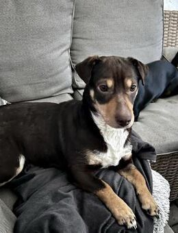 Dotti geht neugierig durchs Leben - Schafflund