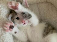 Babykatzen, Kitten suchen neues zuhause - Gelsenkirchen