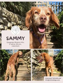 Sammy: Verschmuster Bretonen-Mischling - Brühl (Nordrhein-Westfalen)