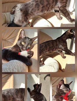 Rarität!Seltenes Bengal Mädchen Abgabebereit mit Stammbaum + Gesundheitszeugnis - Haßloch