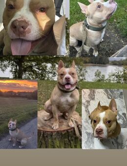 Schöne liebe Hund jung nicht kastriert - Köln