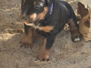Rottweiler-Miniatur Bullterier Mix - Bad Dürrenberg