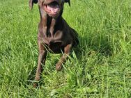 Labrador Hündin braun 8 Monate - Hofbieber