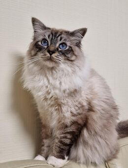 Wunderschöner reinrassiger Heilige Birma Deckkater - Beckum