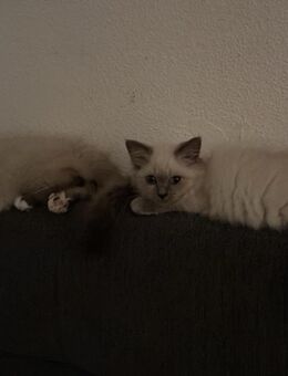 Birma Katzenbabys - Regensburg