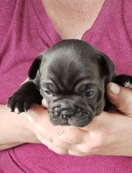 2Französische Bulldoggen Damen Suchem ein für immer zu Hause - Osterburg (Altmark)