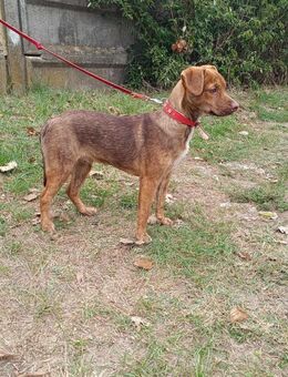 Alonzo ist lieb, verspielt und aktiv ! - Dortmund