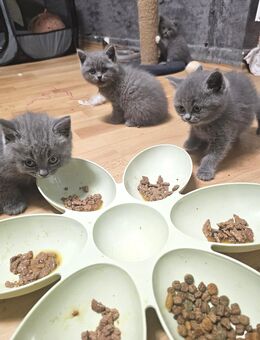 BKH Britische kurzhaar kitten. - Osnabrück