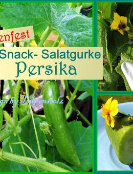 ♥ BIO Mini Snack Gurke Persika Samen Alte Sorte Gemüse Tulpenstolz,Garten,Vespergurke,samenfest,Minigurke - Hamburg