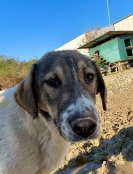 Hemingway - auf großen Pfoten unterwegs - Beckingen