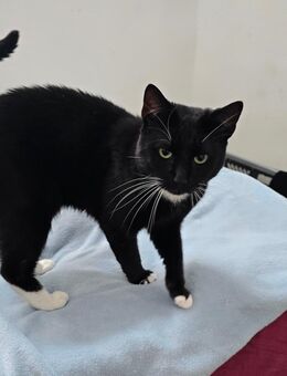 Kater Bagiera - Aschersleben