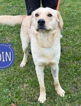 Odin ein richtiger Teenager - Flörsheim-Dalsheim