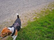 Beagle Deckrüde (KEIN VERKAUF) - Solingen (Klingenstadt) Zentrum