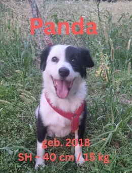 Panda - unsere Sanftpfote - Rinteln