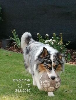 Deckrüde Australien Sheppard - Herne