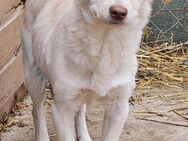 Kleine Prinzessin *ANNA* sucht Familie - Overath