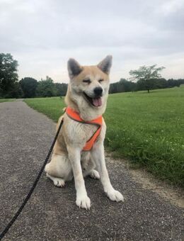 Mila sucht ein Zuhause - Egestorf