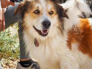 Mencho - Corgi Mini Aussie Shepard Mix - Bedburg
