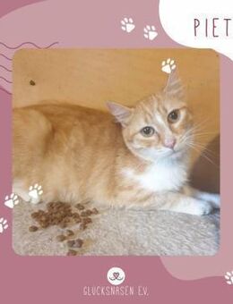 Kater Piet sucht sein Körbchen - Lalendorf