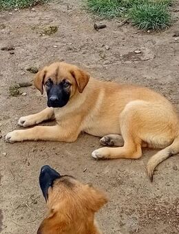 Balou sucht seine Familie - Neustadt (Rübenberge)