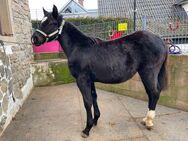 Quarterhorse/ irisch Cop Jährling - Schefflenz