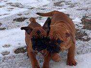 Mischlingswelpen Rüden - französische x new englische Bulldogge - Könnern