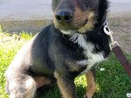 Rio 💗 Herzenshund sucht Familie! - Hamburg