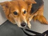 Hundebetreuung gesucht. - Köln