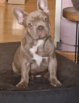 Nur noch 1 Französische Bulldoggen Männchen sucht sein Kuschelpersonal - Bad Brückenau