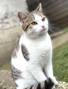 Entspannter Prachtkater - LUDWIG - - Kempen