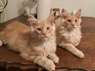 Maine Coon Kitten - Unna