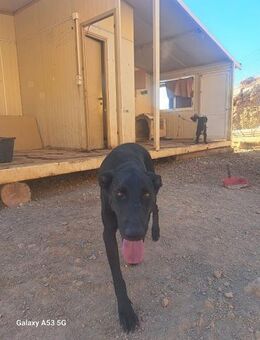 Herakles sucht ein Zuhause - Arnsberg