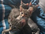 Baby Kater und Baby Katze abzugeben - Ruhla