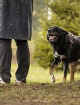 WATSON - fröhlich und lernwillig - Overath