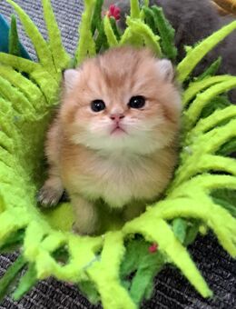 Bkh reinrassige Kitten Gold schadet - Osnabrück