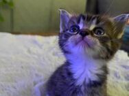 😻Wunderschöne Türkisch Angora Kitten😍 - Neuwied