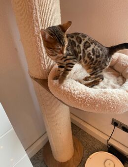 8 Bengal Kitten suchen ein Schönes zu Hause - Frechen Zentrum